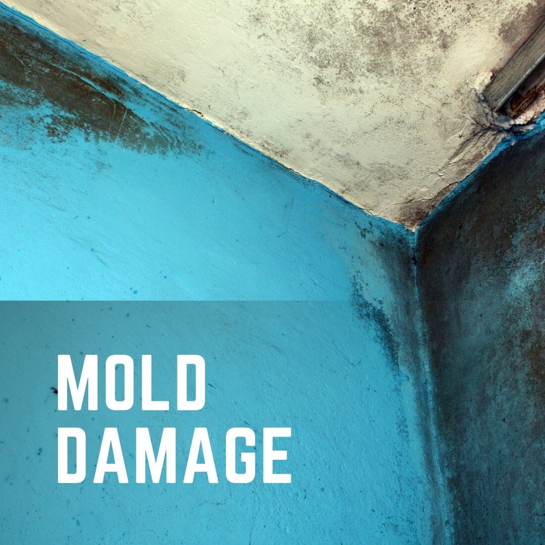 Mold-Damage-Remediation-Services